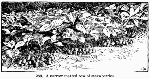 [Illustration: Fig. 289. A narrow matted row
of strawberries.]