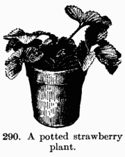 [Illustration: Fig. 290. A potted
strawberry plant.]