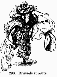 [Illustration: Fig. 298. Brussels sprouts.]