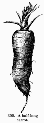 [Illustration: Fig. 300. A half-long carrot.]
