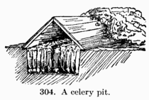 [Illustration: Fig. 304. A celery pit.]