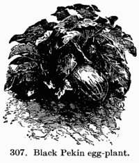 [Illustration: Fig. 307. Black Pekin egg-plant.]