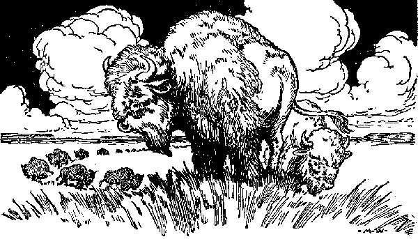 The Buffalo Chief