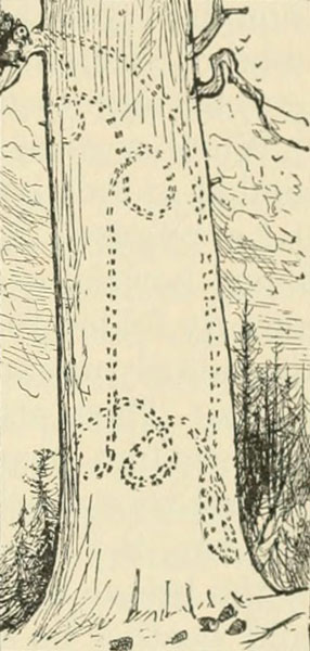 TRACK OF DOUGLAS SQUIRREL
ONCE DOWN AND UP A PINE-TREE WHEN SHOWING OFF TO A SPECTATOR