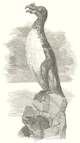 The Gairfowl