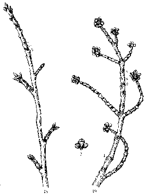 Branch of Cherry