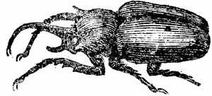 Picture of an Elephant Beetle