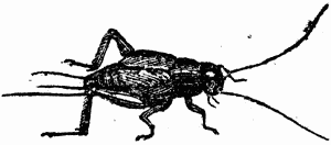 Picture of a Cricket