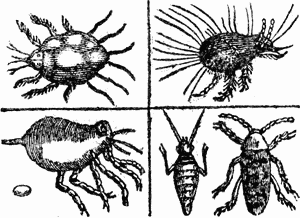 Picture of four related insects: Itch, Mite, Chego, and Deathwatch