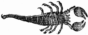 Picture of a Scorpion