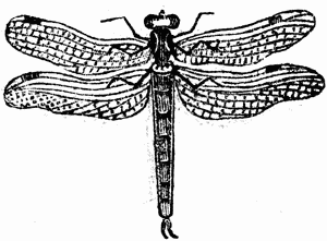 Picture of a Dragon Fly