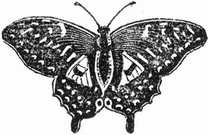 Picture of a Butterfly