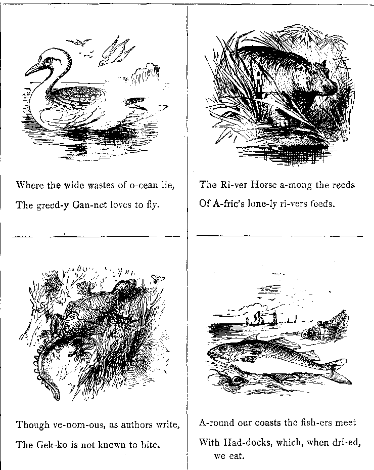 Where the Wide Wastes of O-cean Lie,
The Greed-y Gan-net Loves to Fly.
