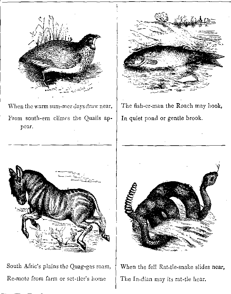 When the Warm Sum-mer Days Draw Near,
From South-ern Climes the Quails Ap-pear.
