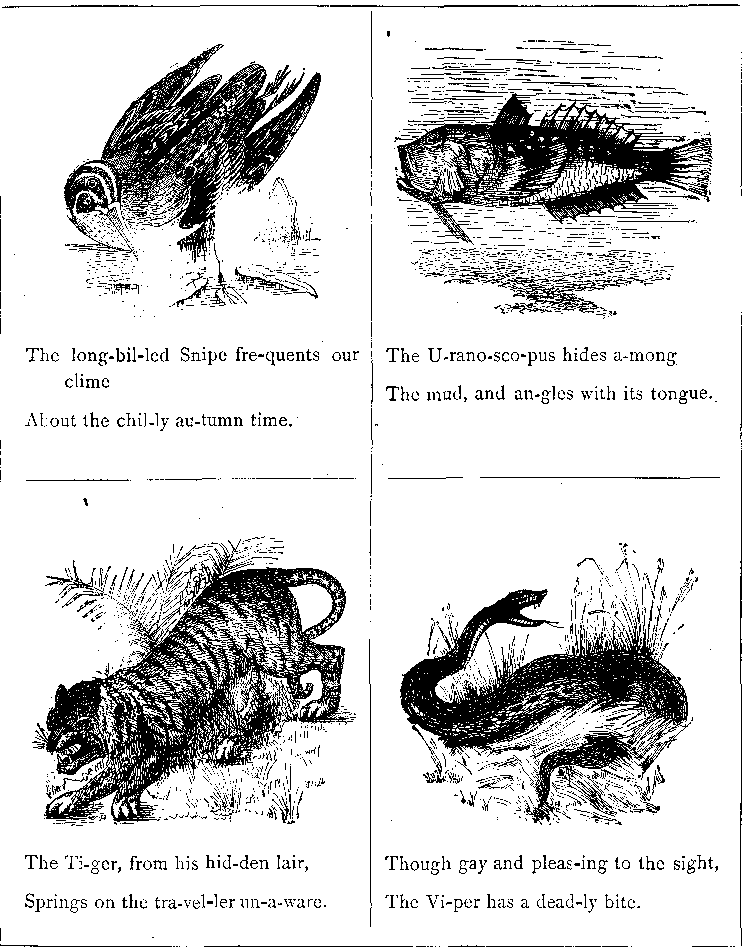 The Long-billed Snipe Fre-quents Our Clime
About the Chil-ly Au-tumn Time.
