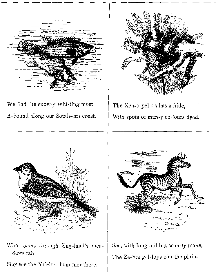 We Find the Snow-y Whi-ting Most
A-bound Along Our South-ern Coast.
