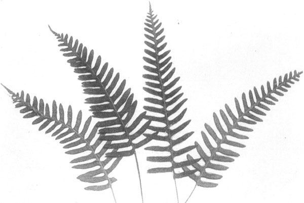 Common Polypody. Polypodium vulgare