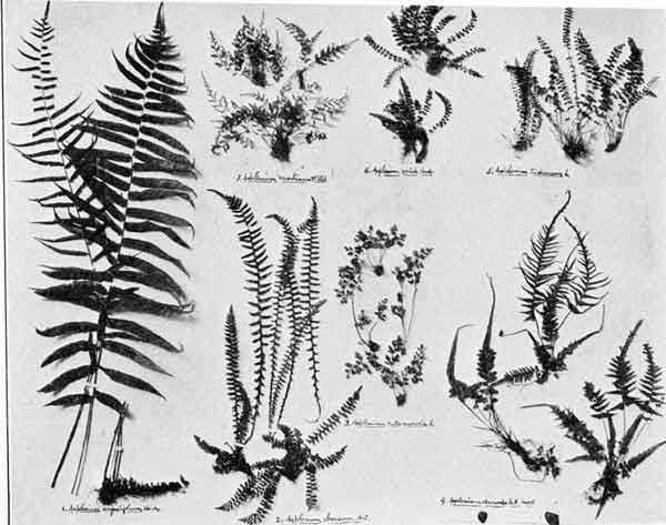 The fern lover's companion; a guide for the Northeastern States