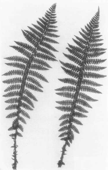 The fern lover's companion; a guide for the Northeastern States