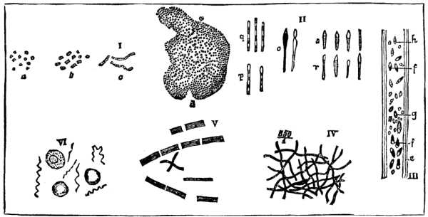 Fig. 2.--VARIOUS MICROBES. (Highly magnified.)