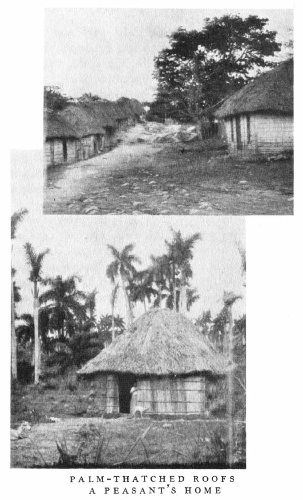 PALM-THATCHED ROOFS