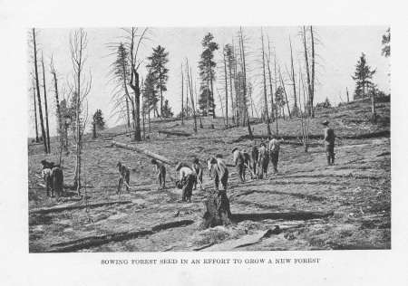 Sowing Forest Seed in an Effort to Grow a New
Forest