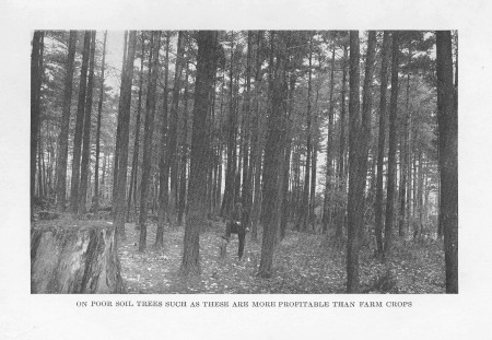 On Poor Soil Trees Such As These Are More
Profitable Than Farm Crops