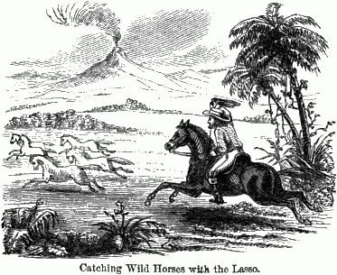 A man on his horse with a lasso chasing a herd of horses.