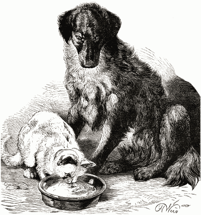A cat drinking from a dog's dish while the dog looks on.