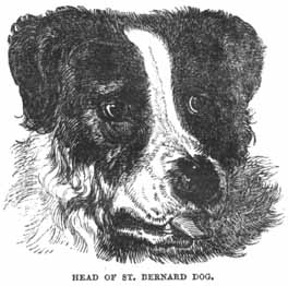 Head of St. Bernard Dog.