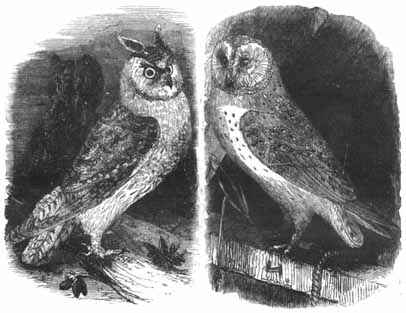 The Two owls and the Sparrow.