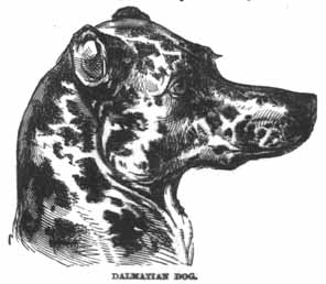 Dalmatian Dog.