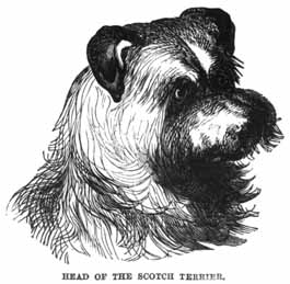 Head of the Scotch Terrier.