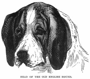 Head of the Old English Hound.
