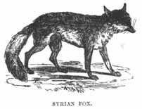 Syrian Fox.