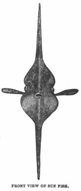 Front View of Sun Fish.