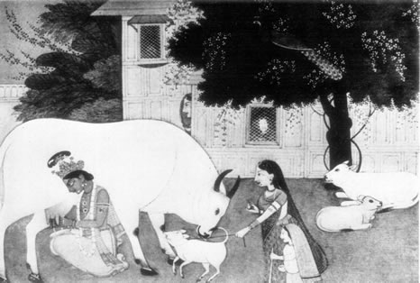 Krishna Milking