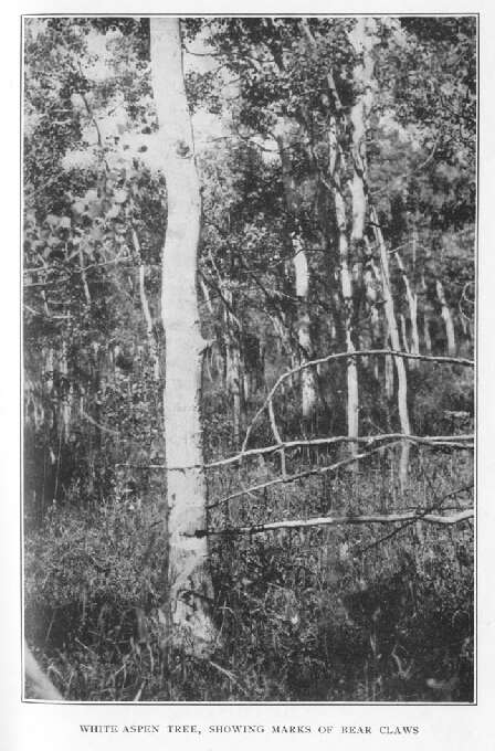 White Aspen Tree, Showing Marks of Bear Claws 