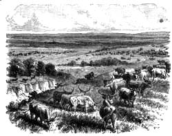 HERDS OF COWS AND OXEN FEEDING.