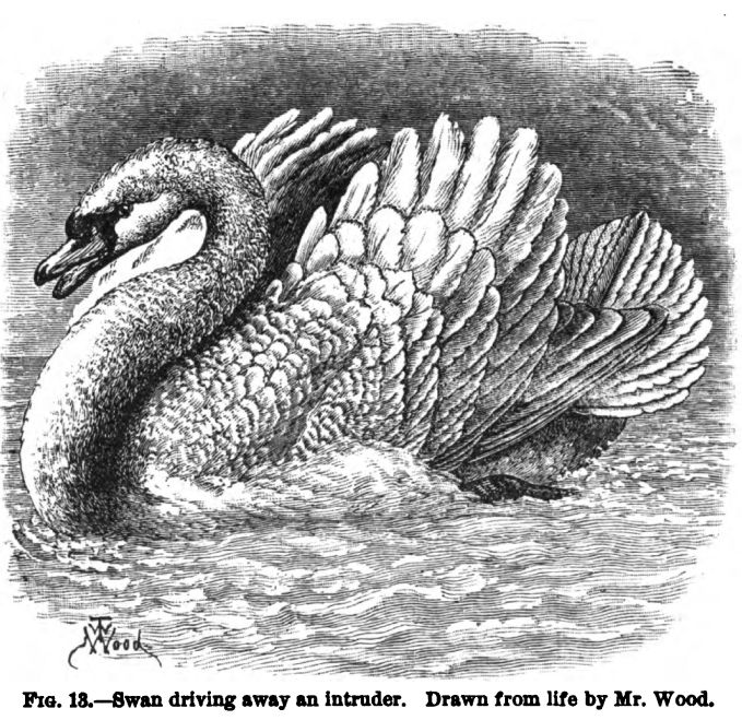 Swan Driving Away an Intruder. Fig 13 