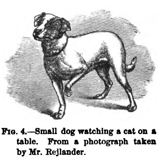 Small Dog Watching a Cat on A Table. Figure 4 