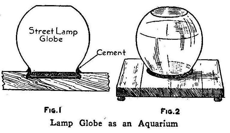 Lamp Globe as an Aquarium