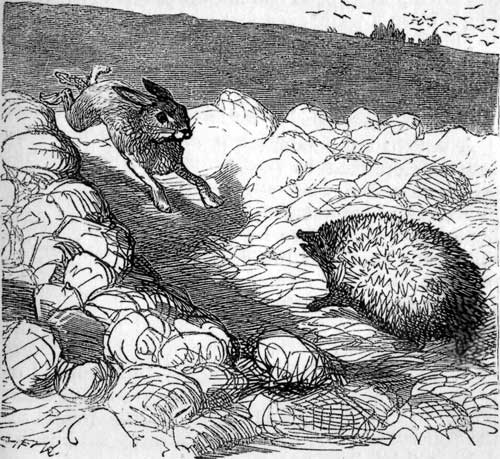 Hedgehog and Hare