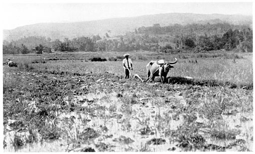 Plowing in the Lower Terraces.