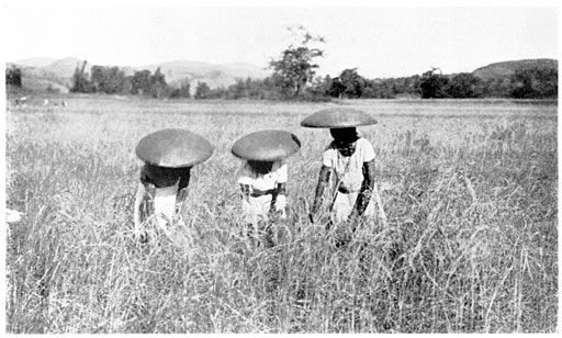 Harvesting the Rice.