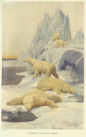 Icebergs and Polar Bears