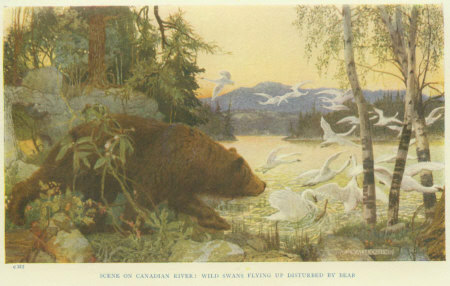 Scene on Canadian River: Wild Swans Flying up Disturbed
By Bear