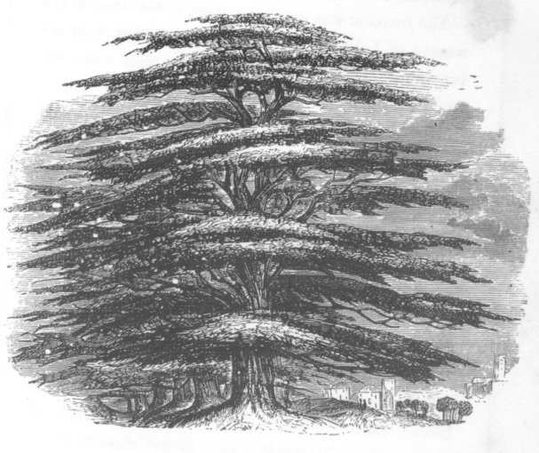 A CEDAR TREE. p. 32.