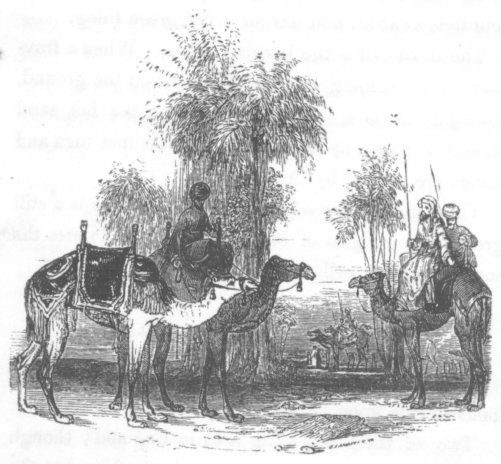CAMELS. p. 41. 
