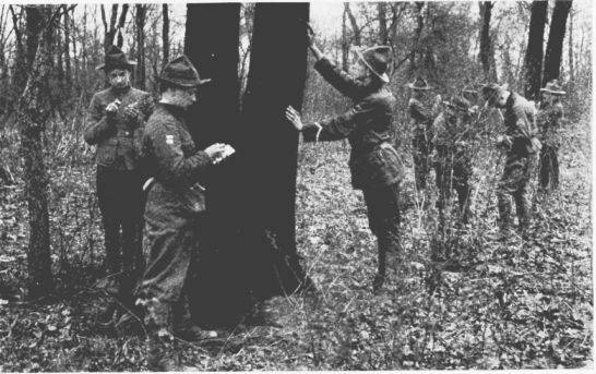 Illustration: BOY SCOUTS STUDYING THE TREES